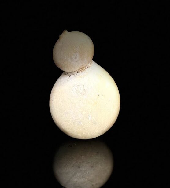 caciocavallo tartufo