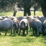 maiale iberico suino