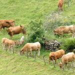 bovino Asturiana de los valles