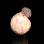 caciocavallo alla vinaccia